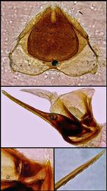   Apis florea  female terminalia, photo: A.H. Smith-Pardo 
